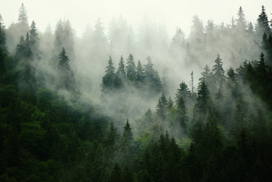 Forest Mist