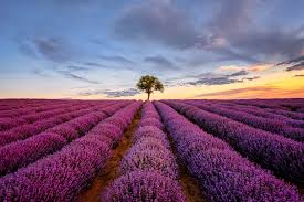 Lavender Fields